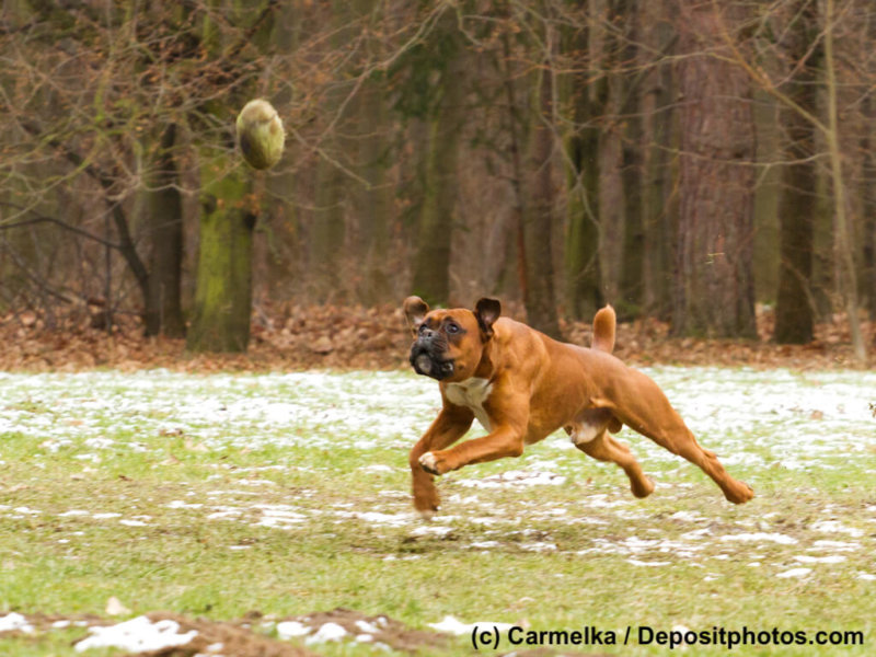 Deutscher Boxer Ballspiel sprung Wiese