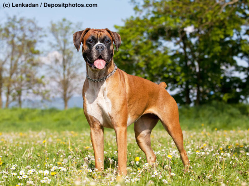 Boxer auf Blumenwiese