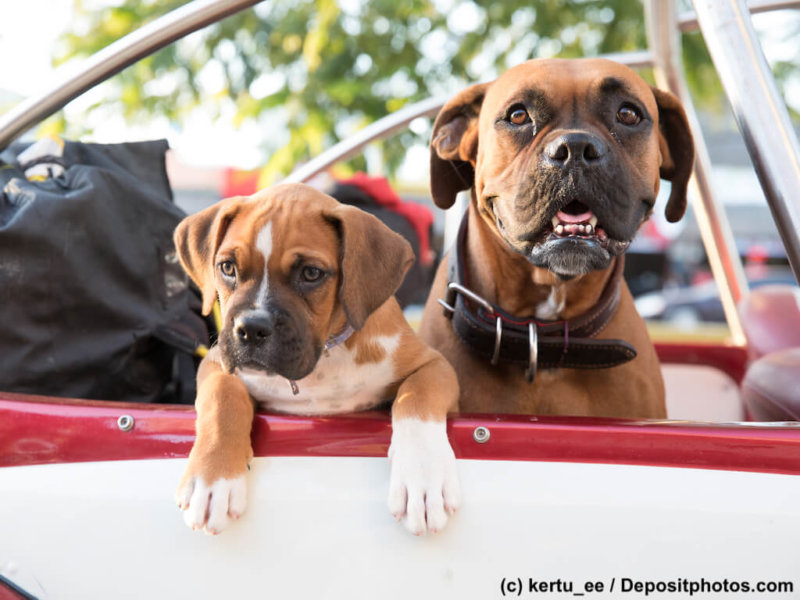 Boxer Team im Cabrio