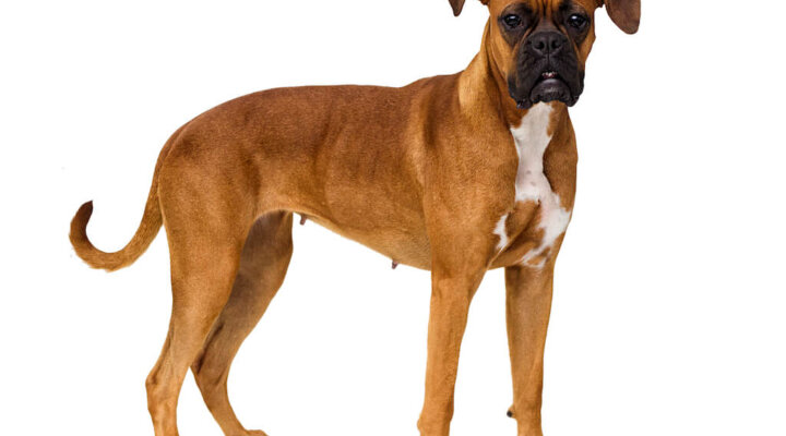 Boxer