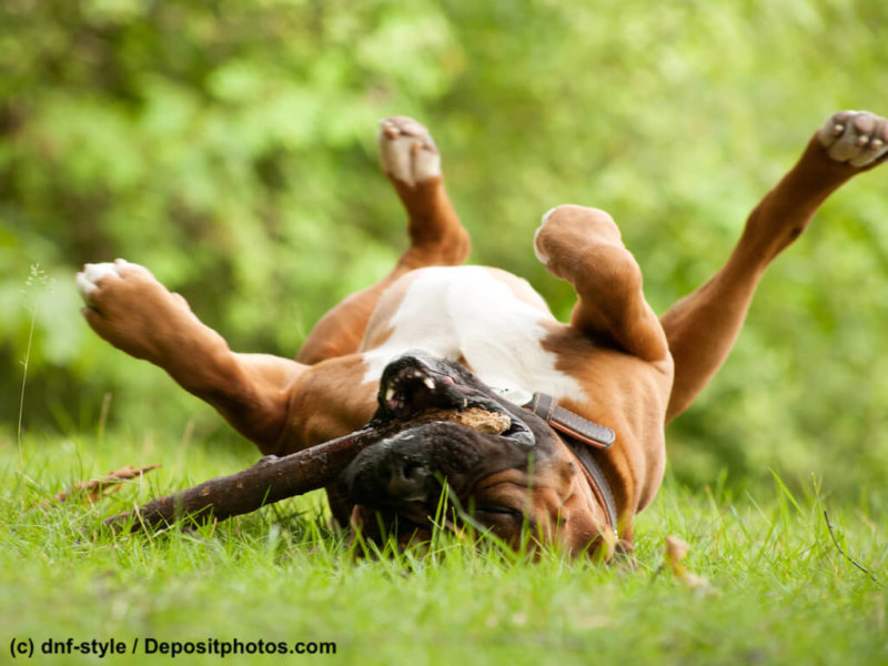Boxer verspielt