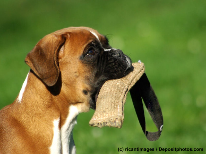 Boxer Hund im Porträt