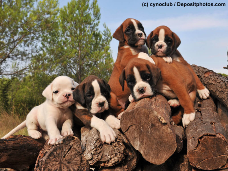 Boxer Welpen zum verlieben