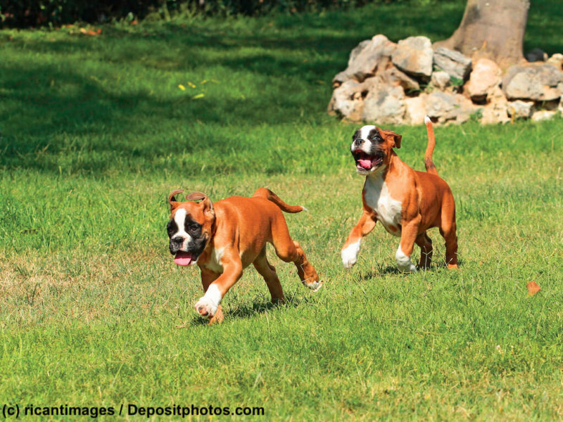 Zwei Boxer Welpen erkunden die Welt