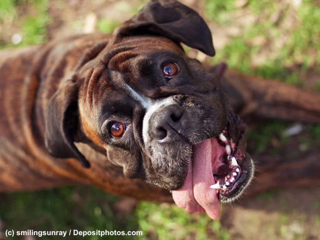 Boxer Hund lachend