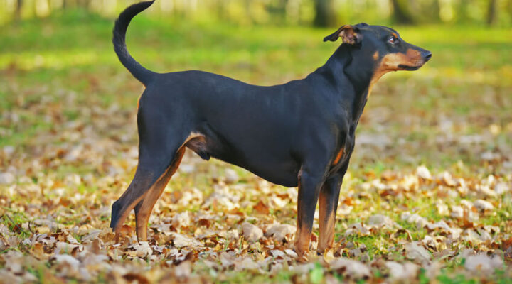 Deutscher Pinscher