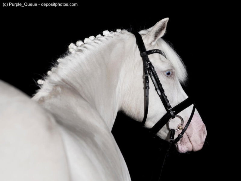 Deutsches Reitpony als Schimmel