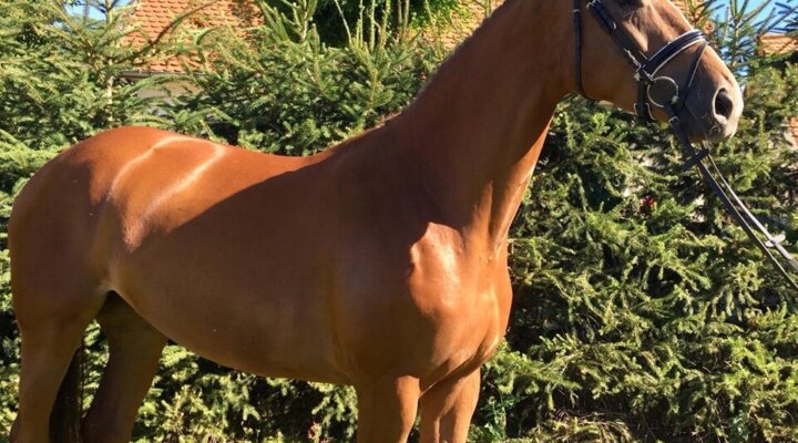 Deutsches Sportpferd