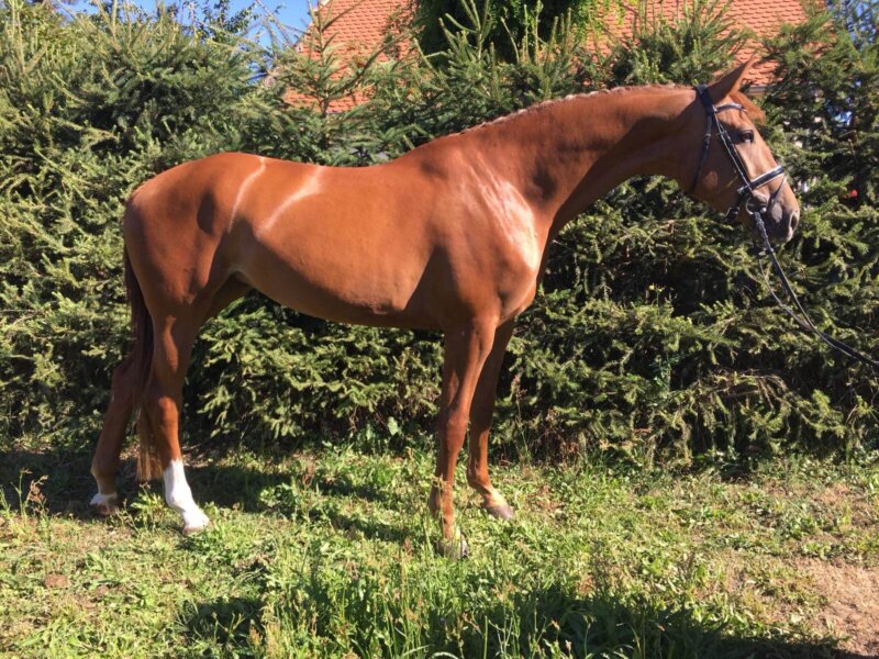 Deutsches Sportpferd steht auf Rasen linke Seite