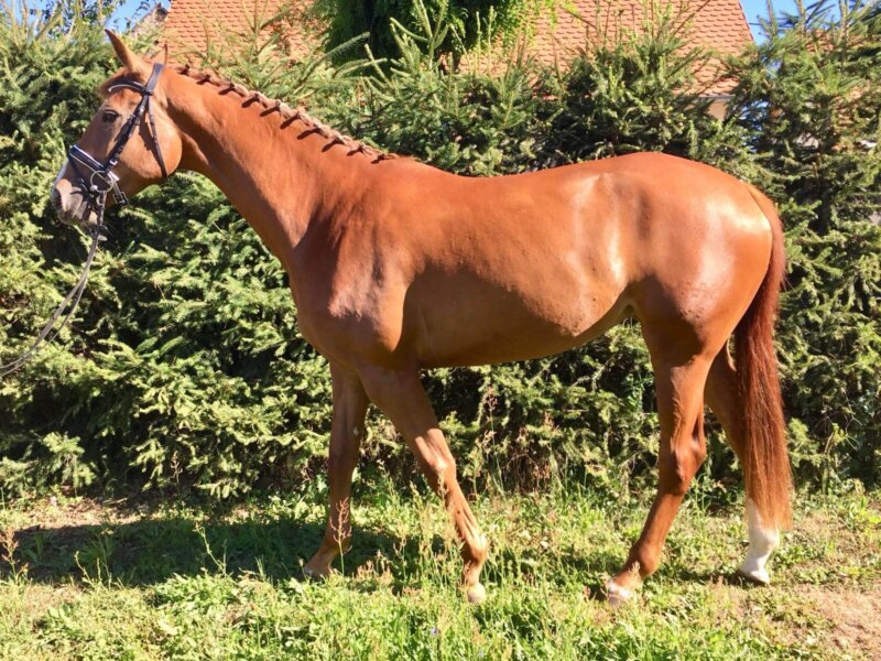 Deutsches Sportpferd steht auf Rasen rechte Seite