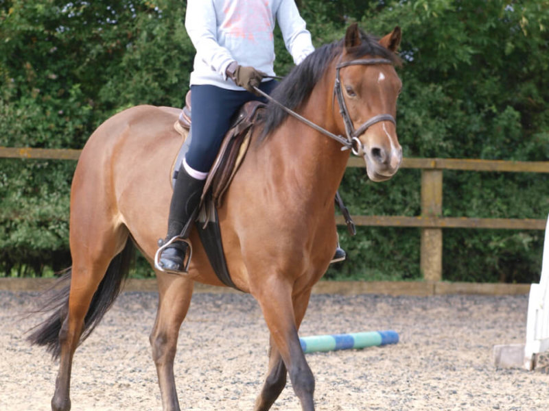 Deutsches Reitpony mit Reiterin