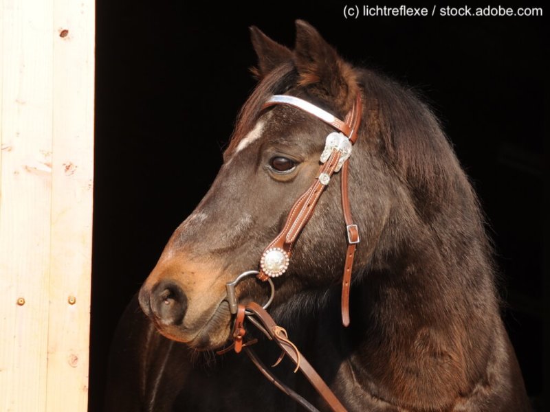 Deutsches Reitpony Porträt