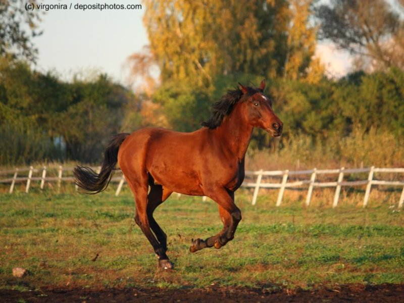Deutsches Reitpony im Galopp