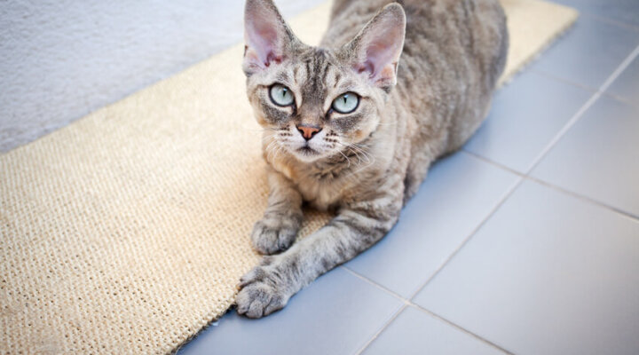 Devon Rex