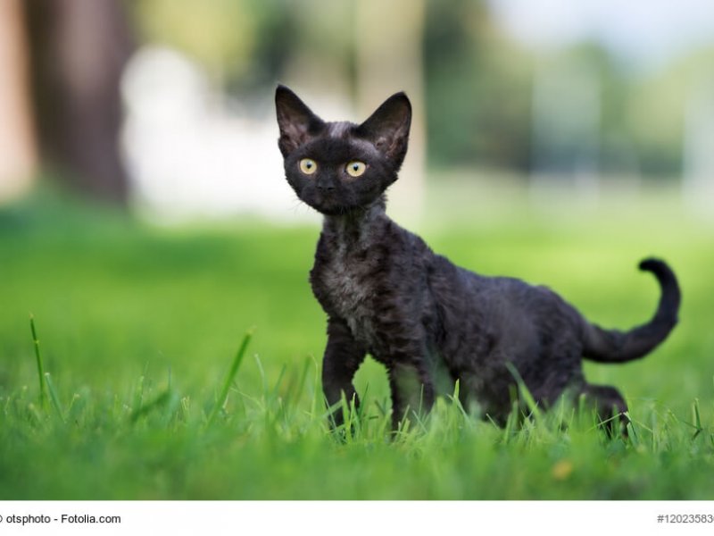 Schwarze Devon Rex Kitte