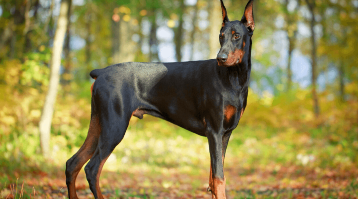 Dobermann