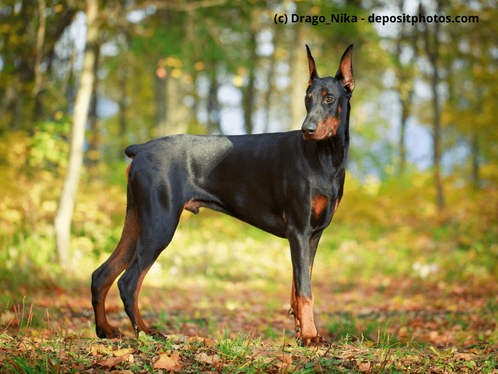 Dobermann Steckbrief