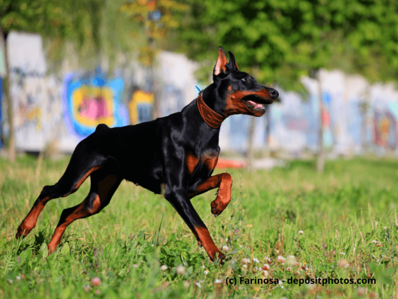 Dobermann läuft über eine Wiese