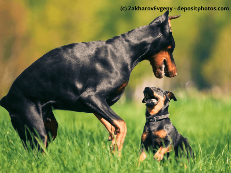 Dobermann spielt auf Rasen mit anderem Hund