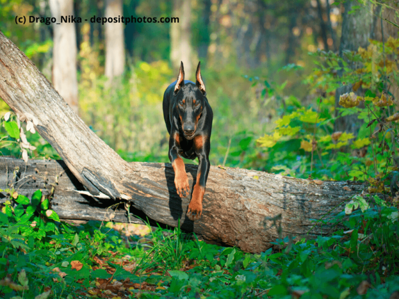 Dobermann springt über einen Baumstamm