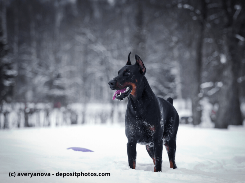 Dobermann steht im Schnee