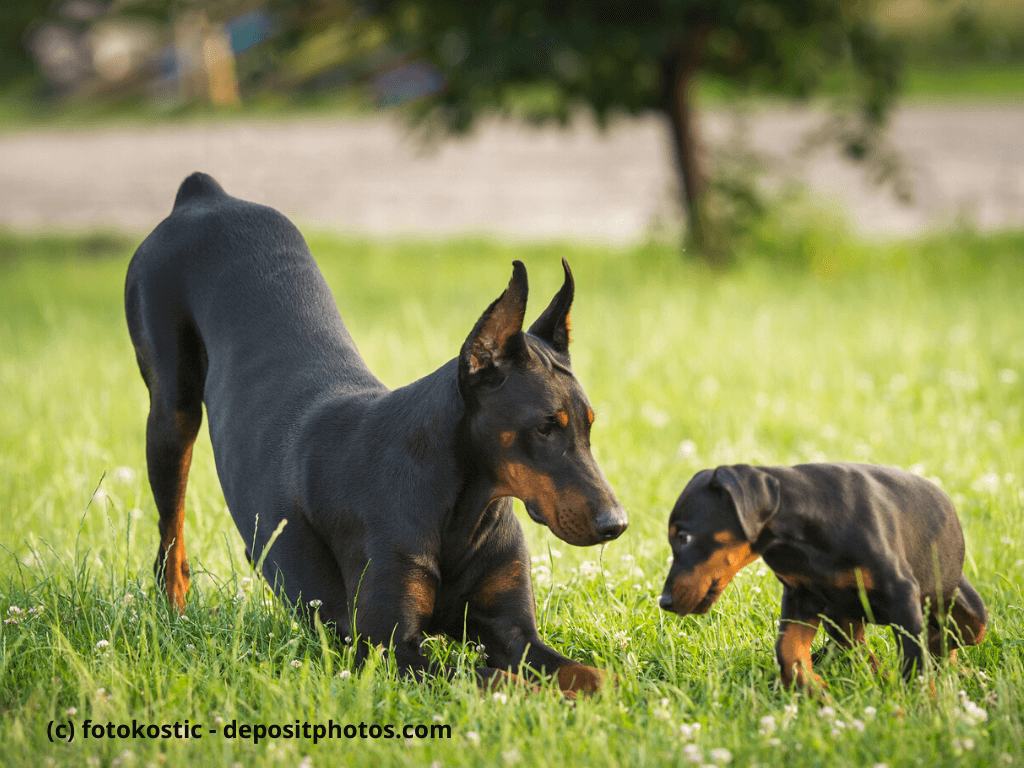 Dobermann und Welpe spielen auf Rasen
