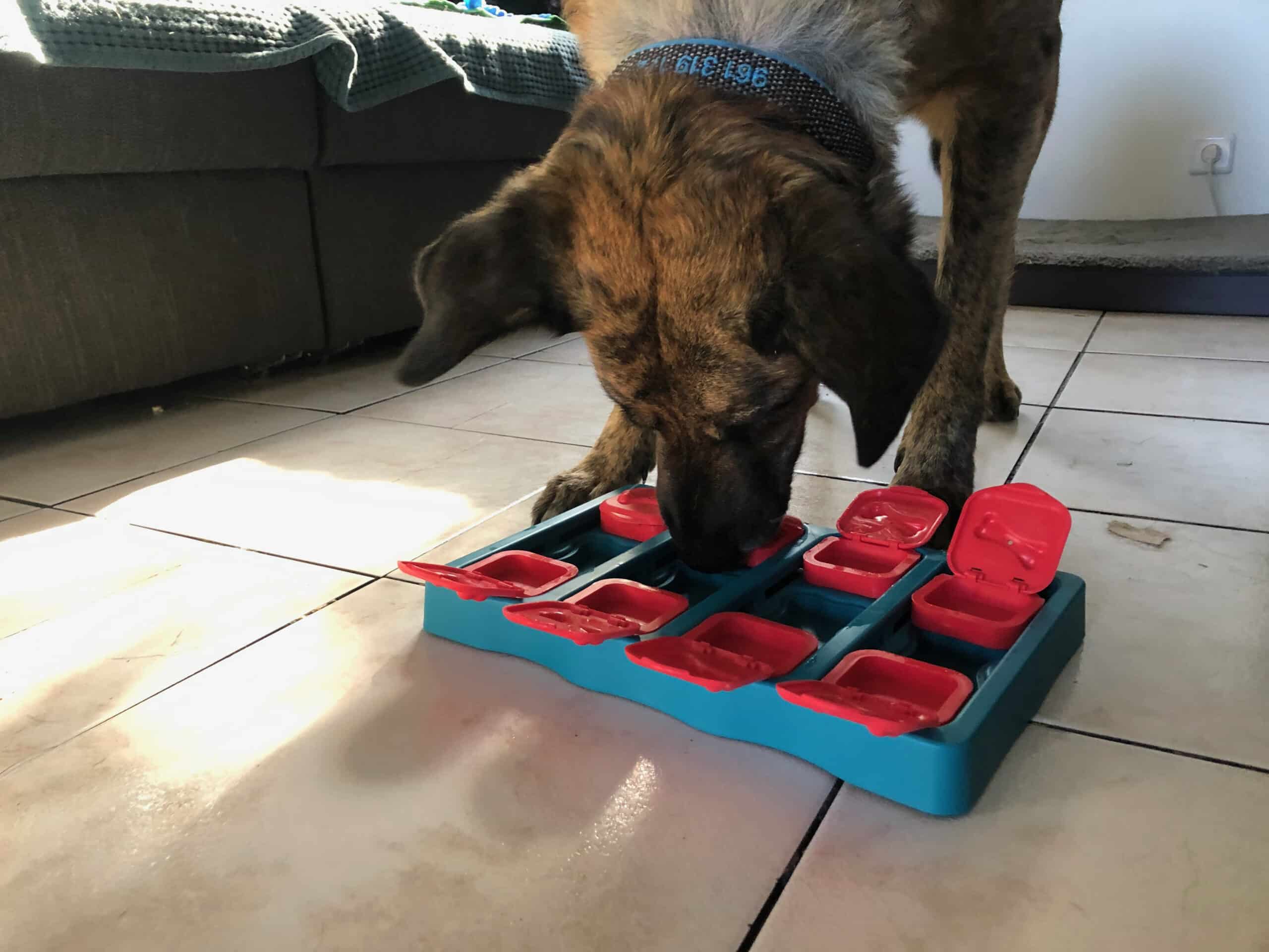 DOG BRICK von Nina Ottosson by Outward Hound im Test