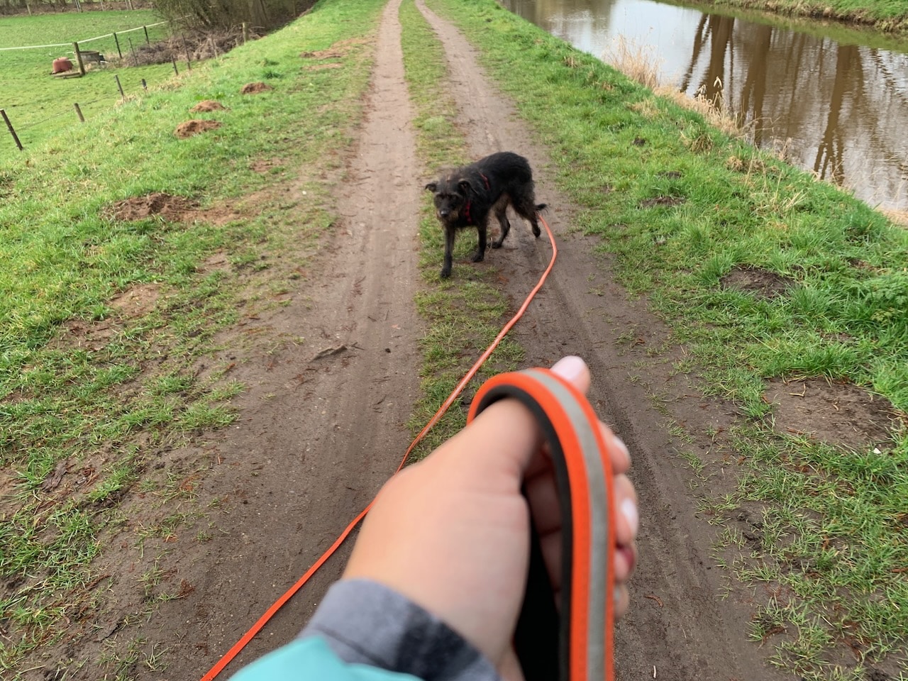 DogsCreek-Adventure-Schleppleine-Test - 9