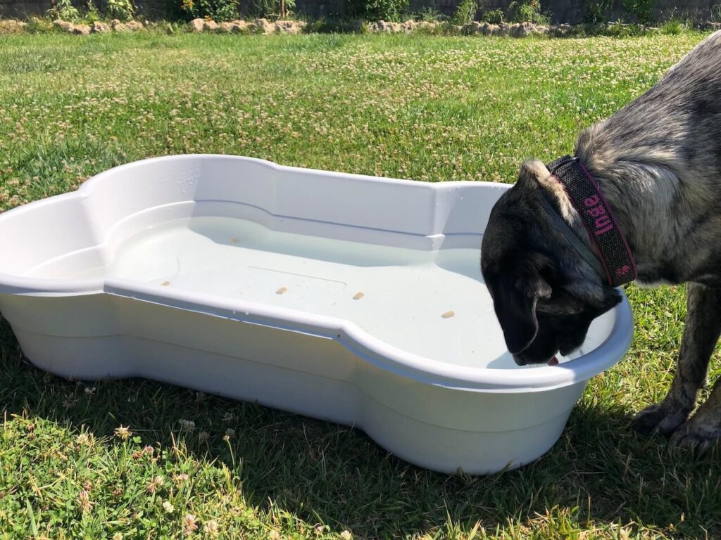 Testhündin Inge hat versucht die Leckerchen nicht herauszufischen, sondern den Pool umzuschütten.