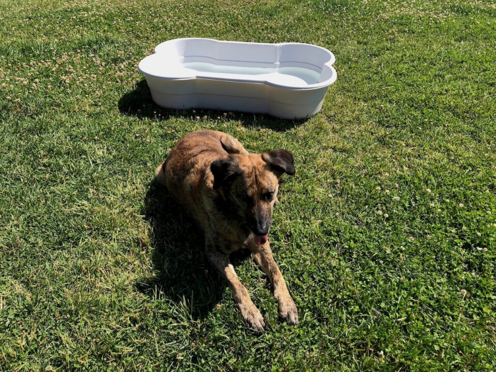 Testhund Chief weiß erst nichts mit dem knochenförmigen grauen Hundepool von DogsLand anzufangen.