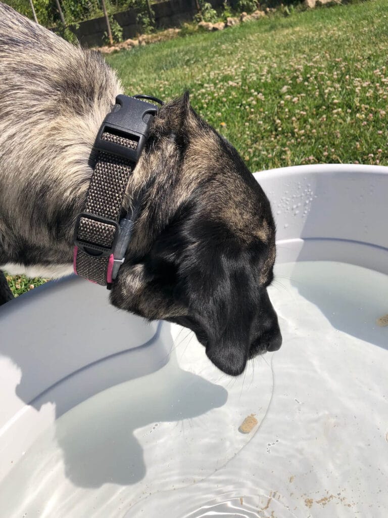 Testhündin Inge traut dem Wasser im grauen Hundepool von DogsLand nicht.