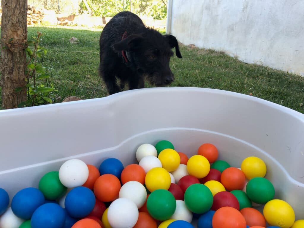 Der DogsLand Hundepool umfunktioniert als Bällebad gefällt nicht jedem Hund.