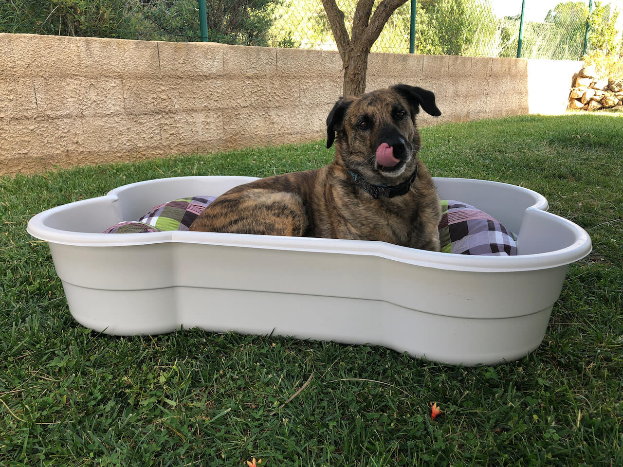 großer Hund liegt in einem großen Hundebett