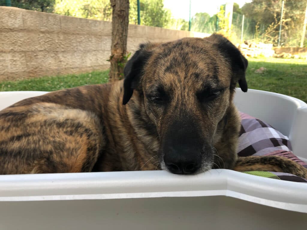 Nicht nur aufgrund seines Alters sind ihm Hundebetten-Tests die liebsten.