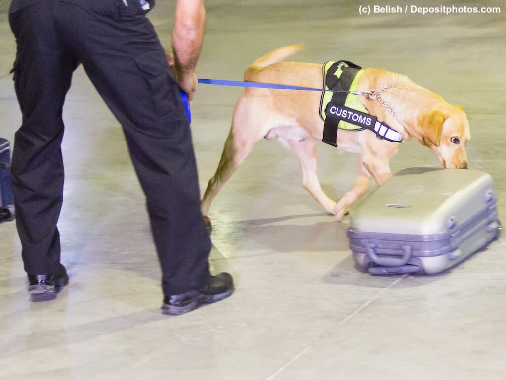 Heller Labrador mit Hundeführer schnüffelt Gepäckstücke am Flughafen ab.
