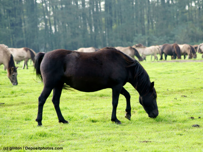 Duelmener Wildpferd Hengst