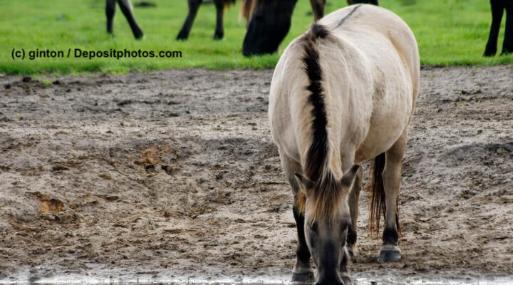 Dülmener Wildpferd