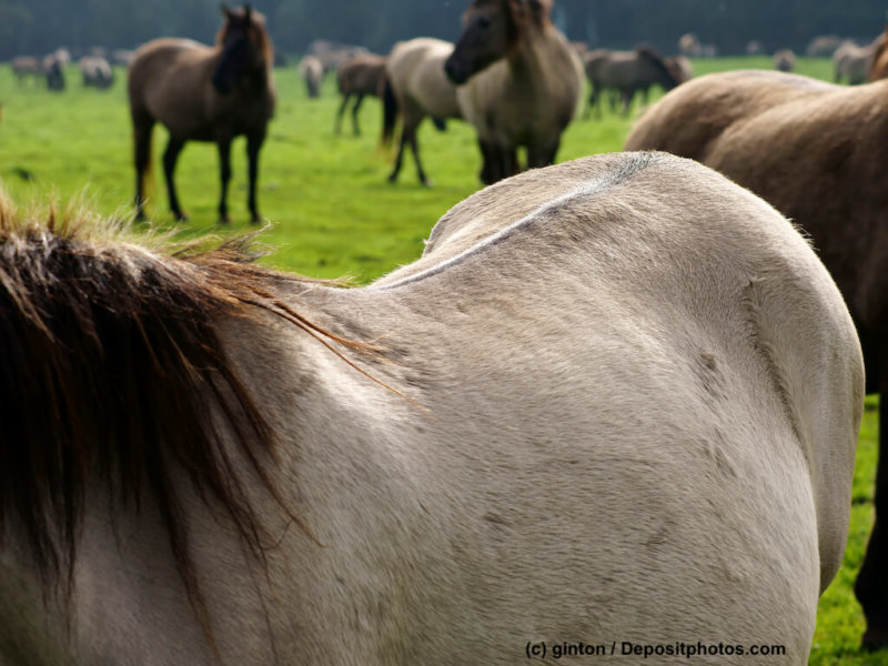 Fellfarbe des Duelmener Wildpferd