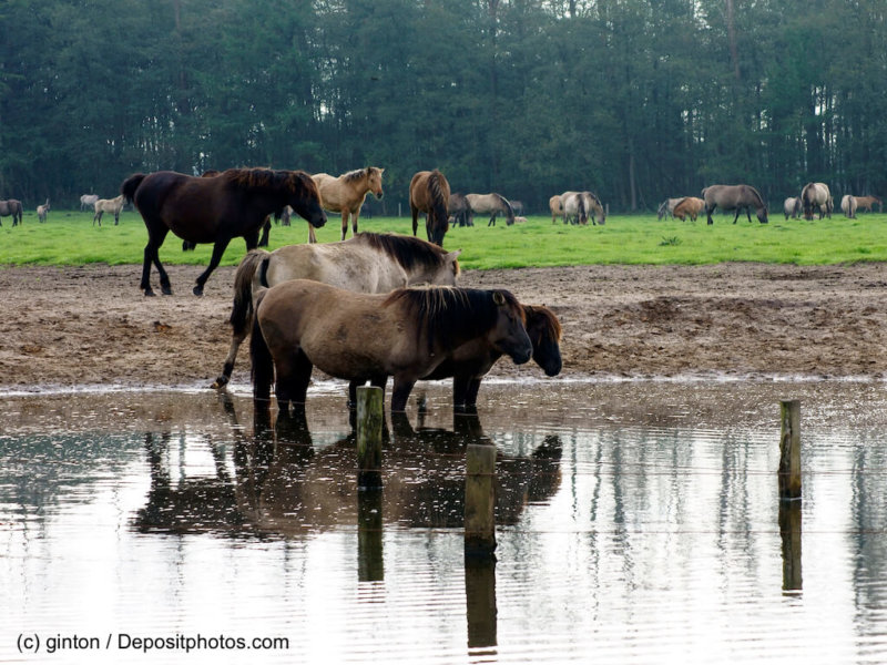 Herde Duelmener Wildpferd