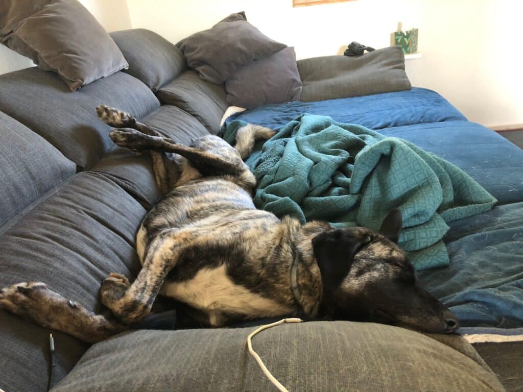 Graugetigerter Hund liegt verdreht auf der Seite auf einem Sofa. Beschriftung lautet: Um den RelaxoPet zu konditionieren, schaltest du ihn am Anfang ein, wenn dein Hund eh schon entspannt ruht.