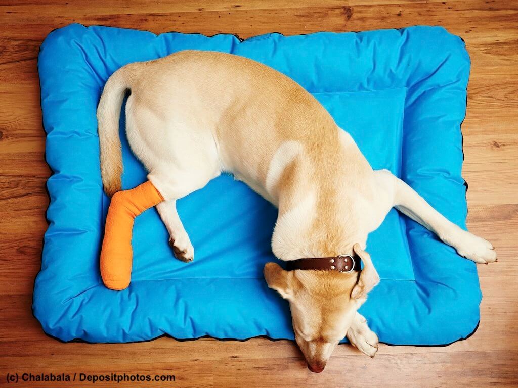 Labrador mit gebrochenem, bandagiertem Hinterbein