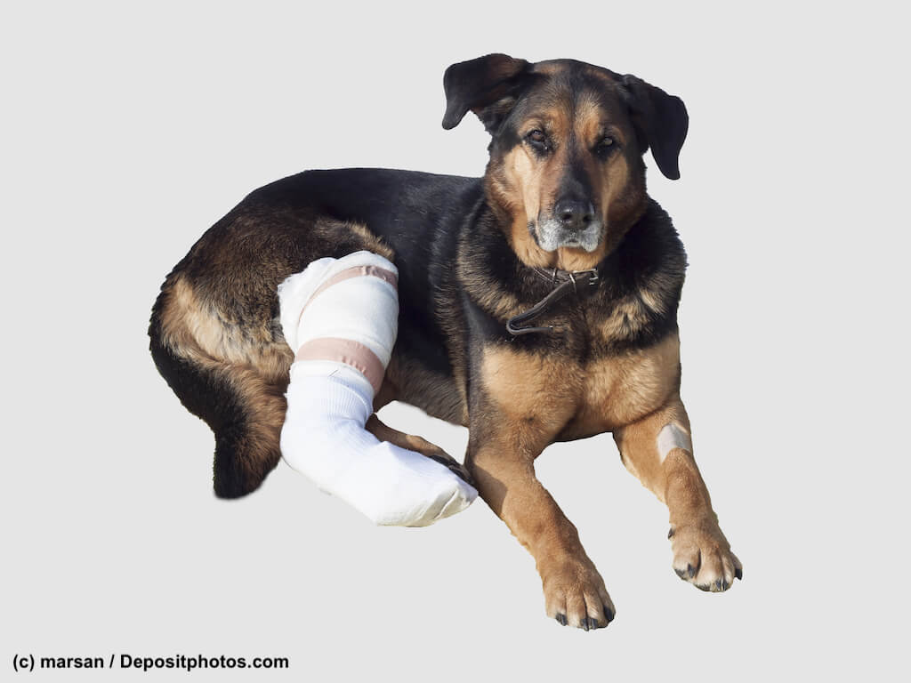 Schäferhundmix mit bandagiertem Hinterbein