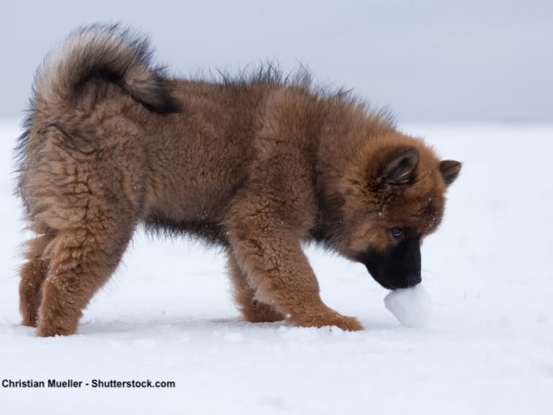 Eurasier-Schnee