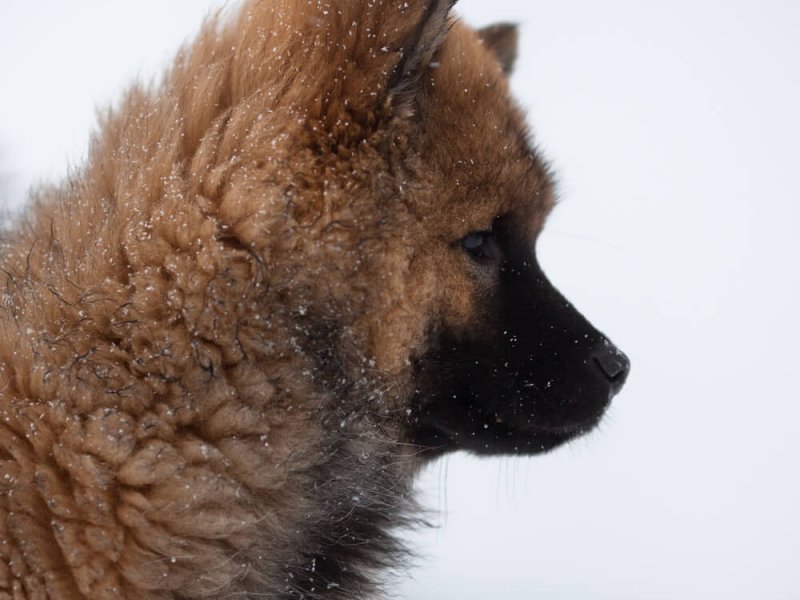 Eurasier-Schnee-Portrait