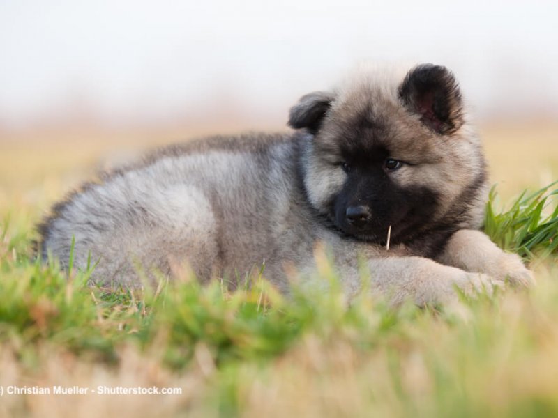 Eurasier-Welpe-Wiese