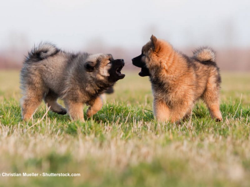 Eurasier-Welpen-spielen-weise
