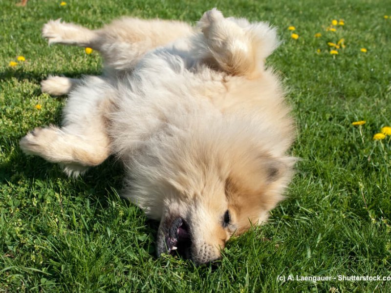 Eurasier-Wiese-waelzt