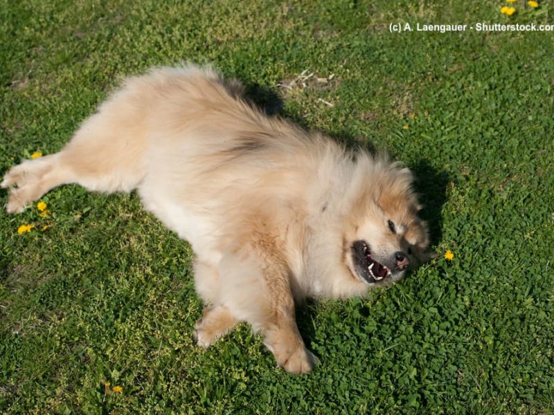 Eurasier liegt auf Wiese