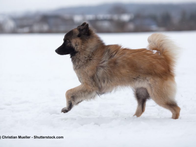 Eurasier-rennt-Schnee