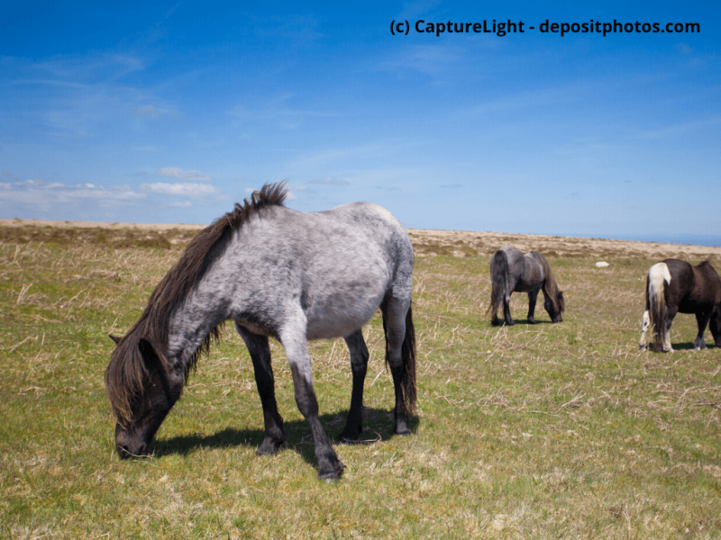Exmoor-Pony auf einer Wiese